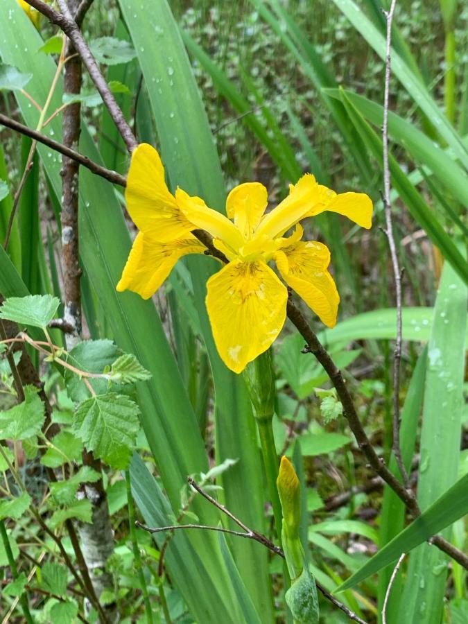 Llandybie Kabin In The Woods מראה חיצוני תמונה