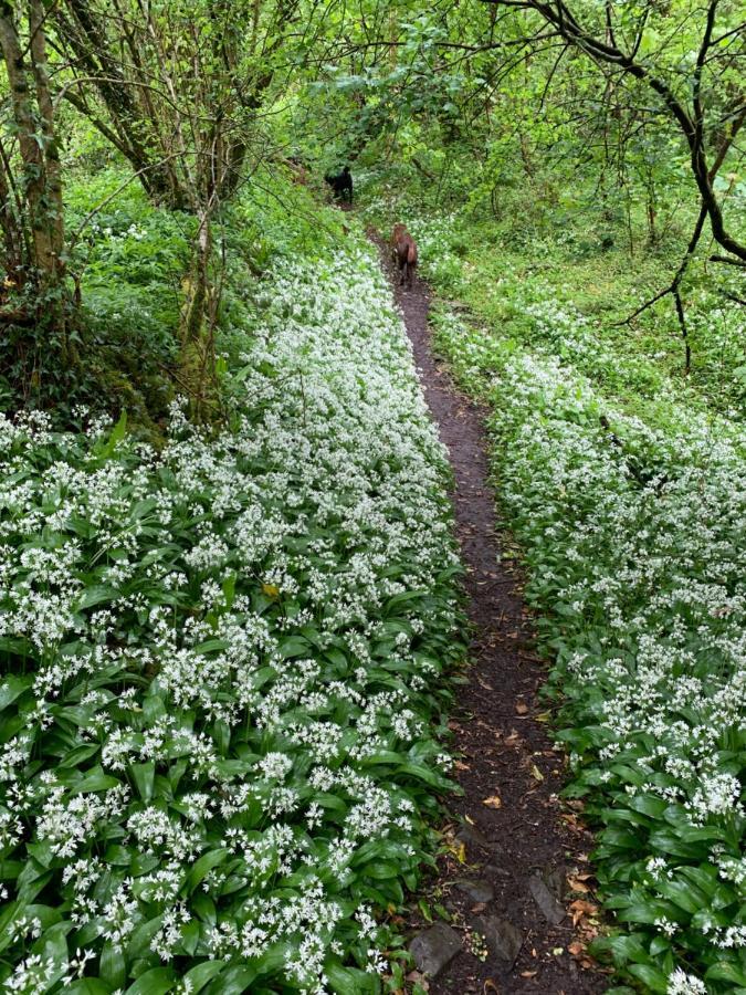 הוילה Llandybie Kabin In The Woods מראה חיצוני תמונה