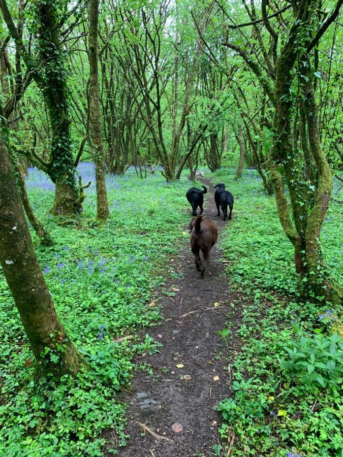 הוילה Llandybie Kabin In The Woods מראה חיצוני תמונה