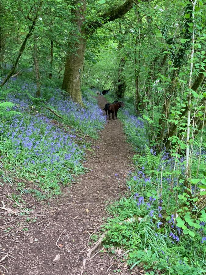 Llandybie Kabin In The Woods מראה חיצוני תמונה