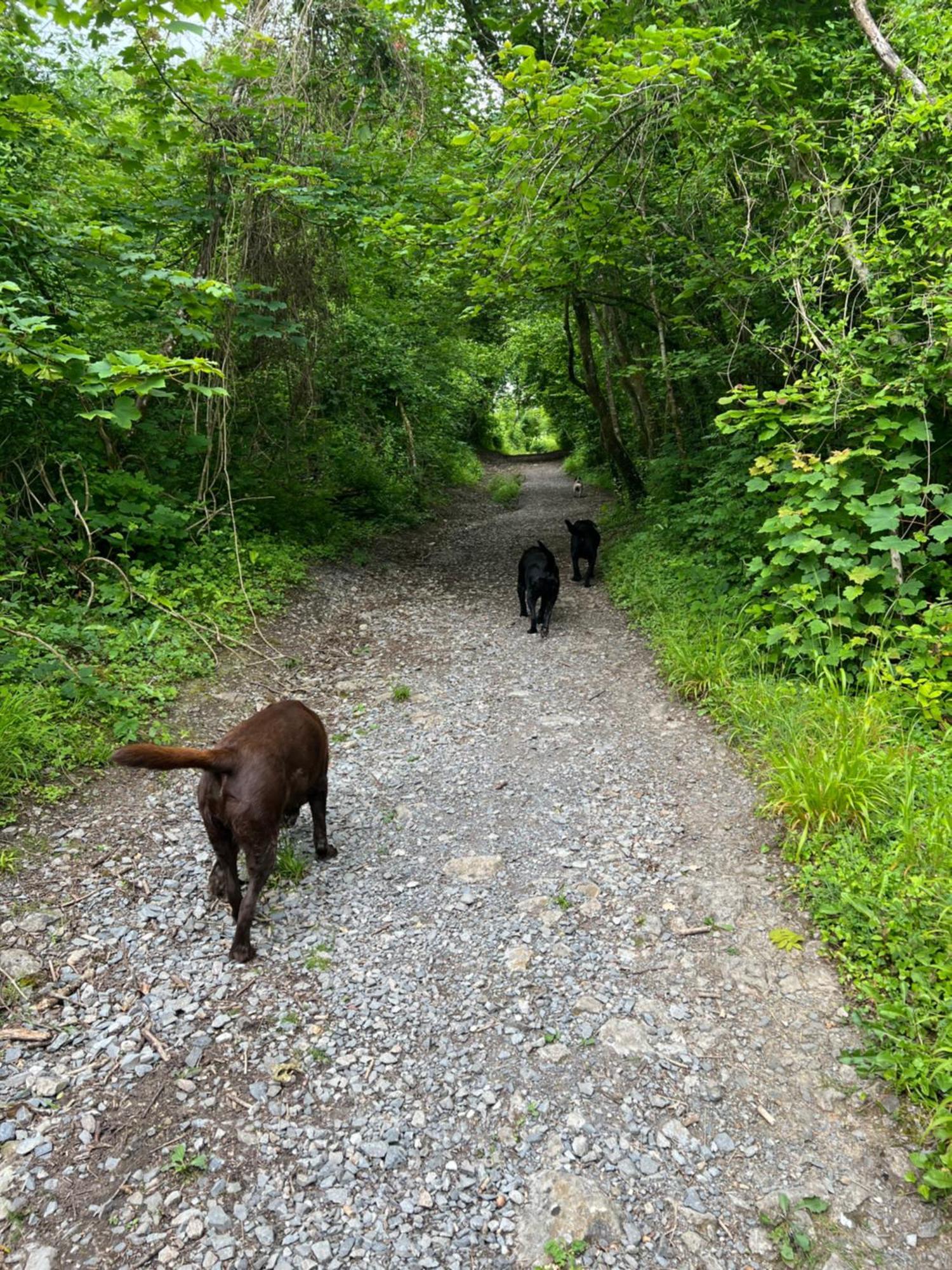 הוילה Llandybie Kabin In The Woods מראה חיצוני תמונה